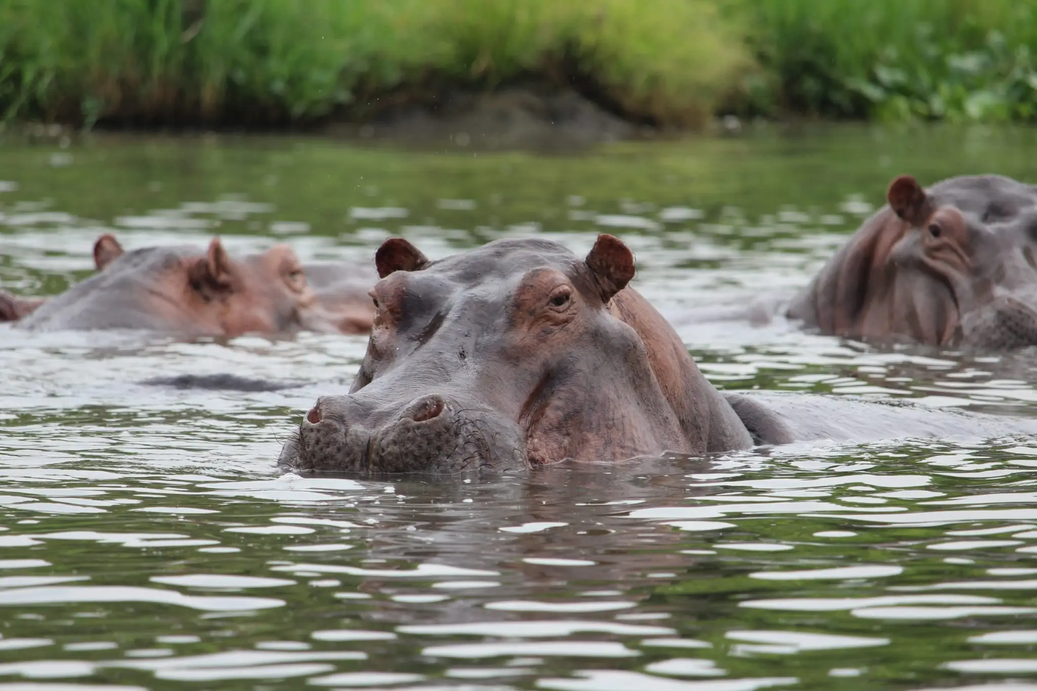 Murchison Falls
